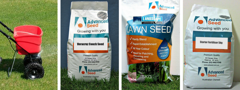 Buy Bermuda Couch Seed From Australia Leading Grass Seed Experts