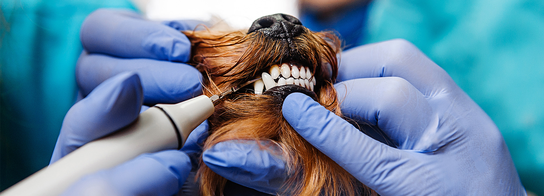 Pet Dental Health