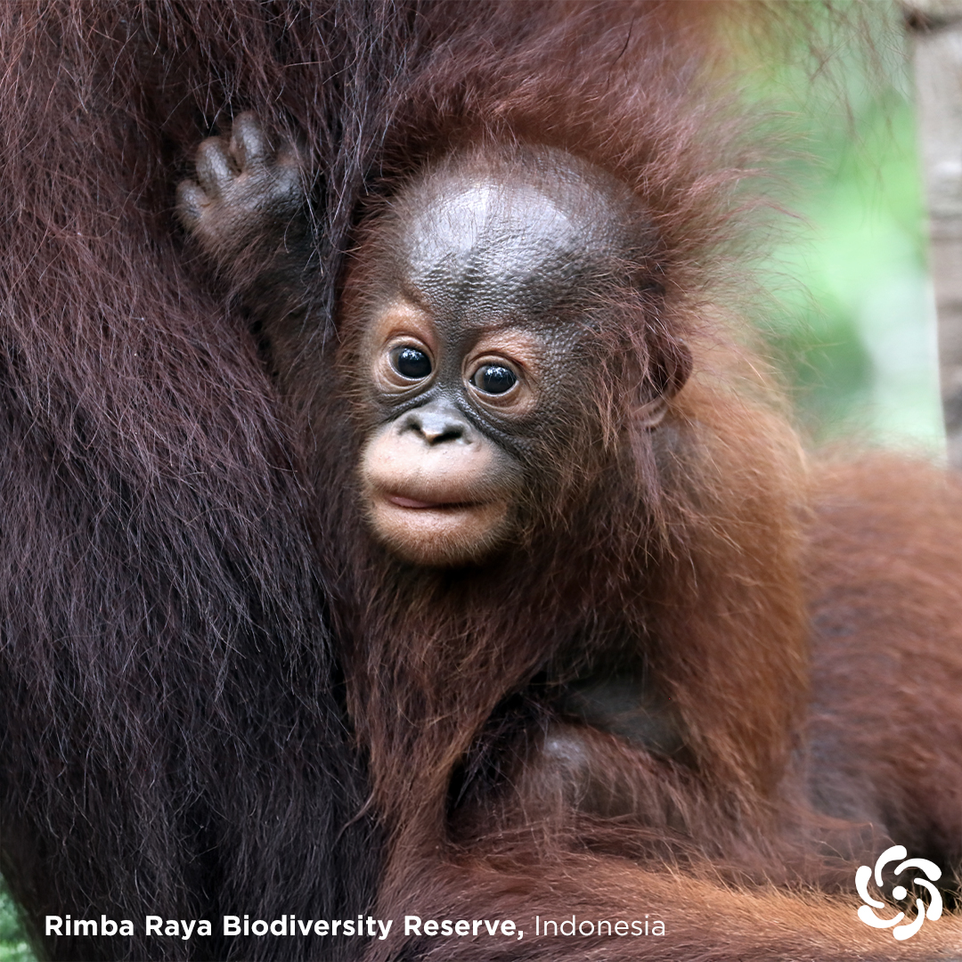 Rimba Raya Biodiversity Reserve