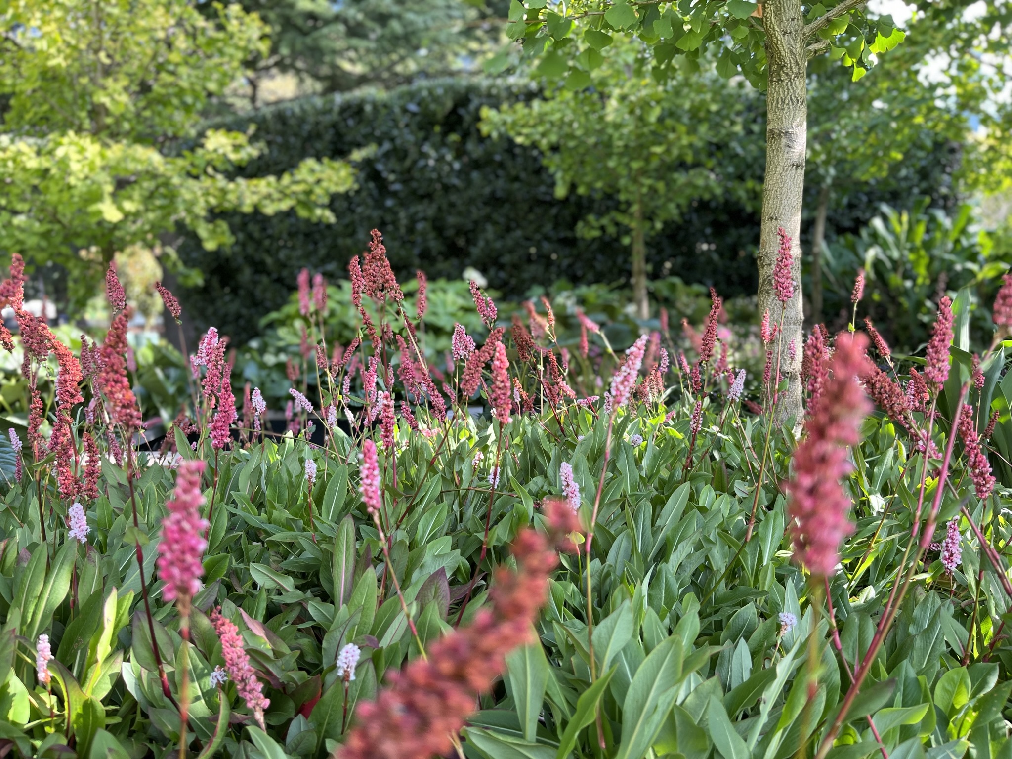 The Woodland Garden